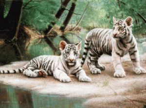 face the tiger: white tiger cubs